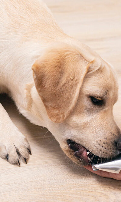 4 common FAQs on flea pills for dogs