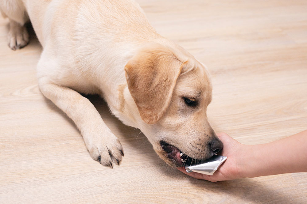 4 common FAQs on flea pills for dogs