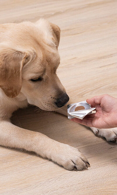 4 effective flea tablets for dogs