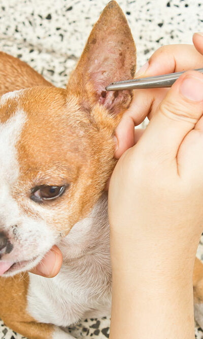 5 Natural Remedies That Can Help Repel Fleas