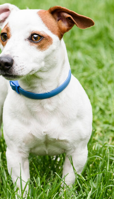 5 Best Dog Flea Collars