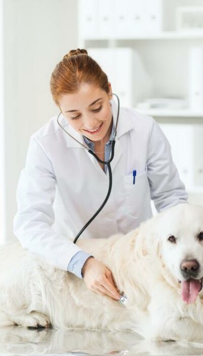 5 Facts About Pet Insurance That You Must Know