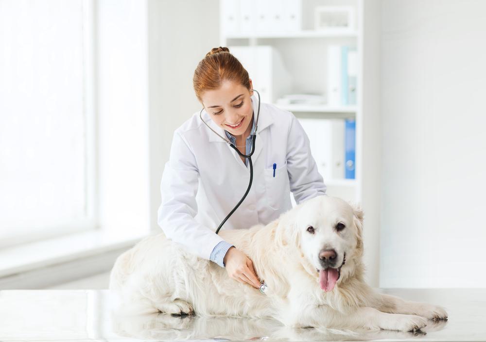 5 Facts About Pet Insurance That You Must Know