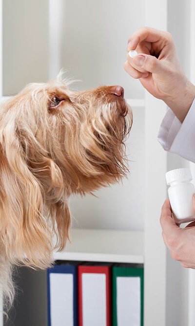 5 Popular Online Pharmacies for Pet Meds