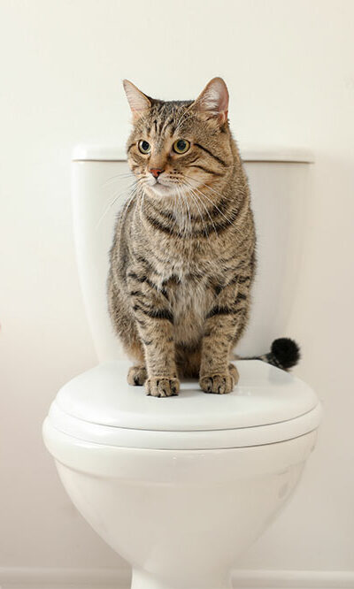 5 helpful tips to toilet train your cat