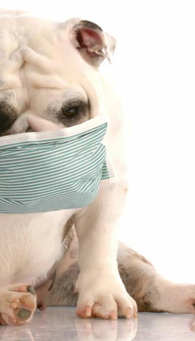 5 prominent symptoms that indicate dog allergy