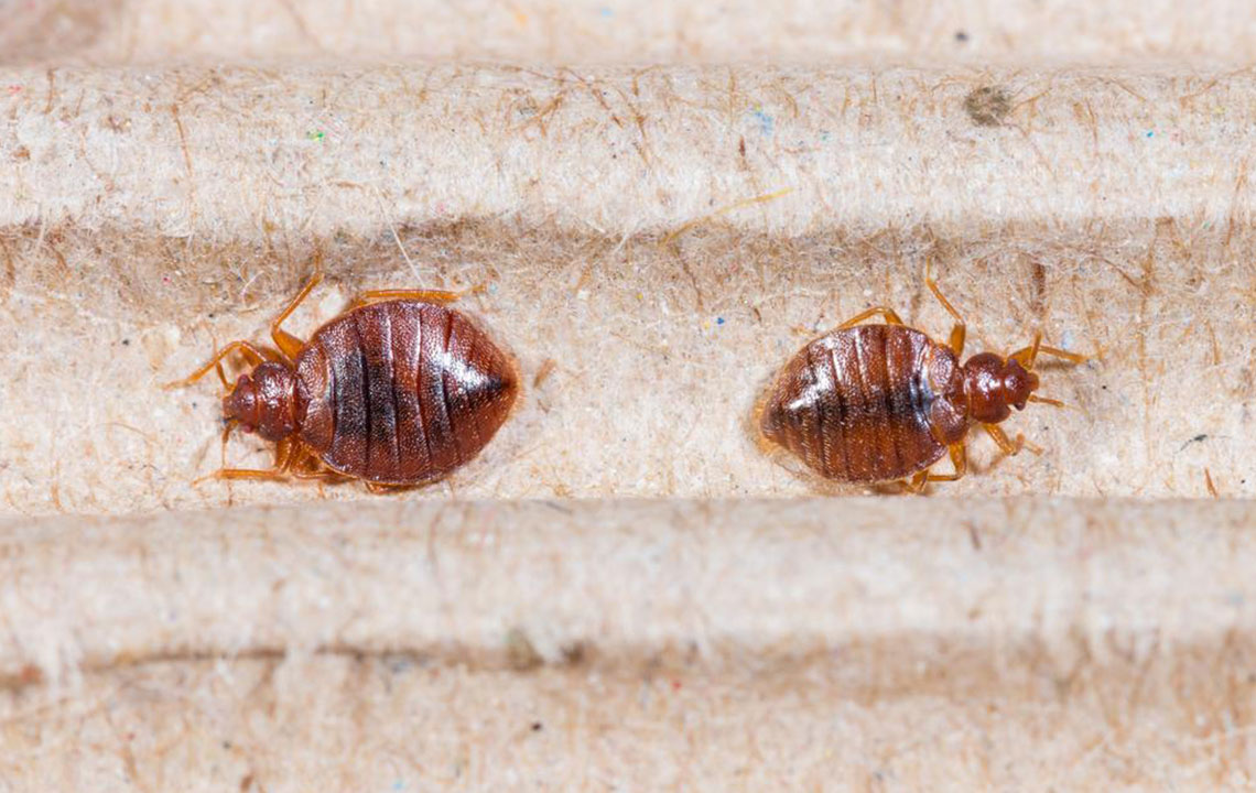 5 ways of getting rid of bed bug bites