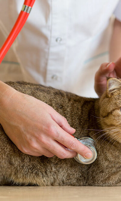 6 Common Health Problems in Cats