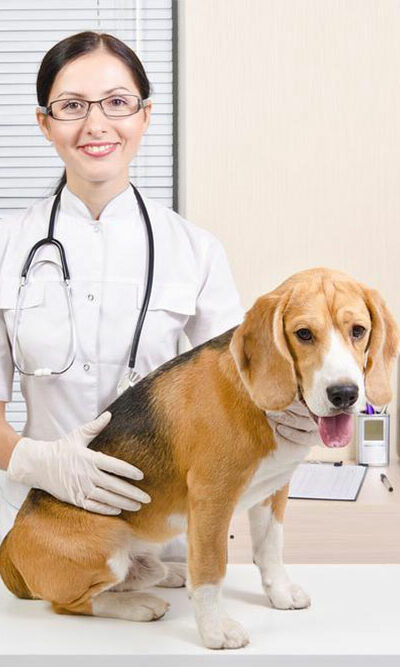 6 effective chewable flea and tick medications for dogs