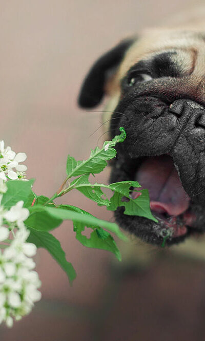 6 plants that are toxic to dogs