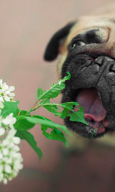 6 plants that are harmful to dogs