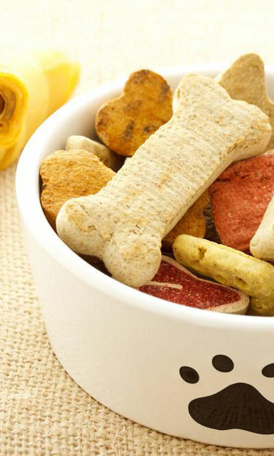 6 things to know about dog food allergies