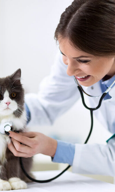 Common inclusions and exclusions to look for in a pet insurance plan