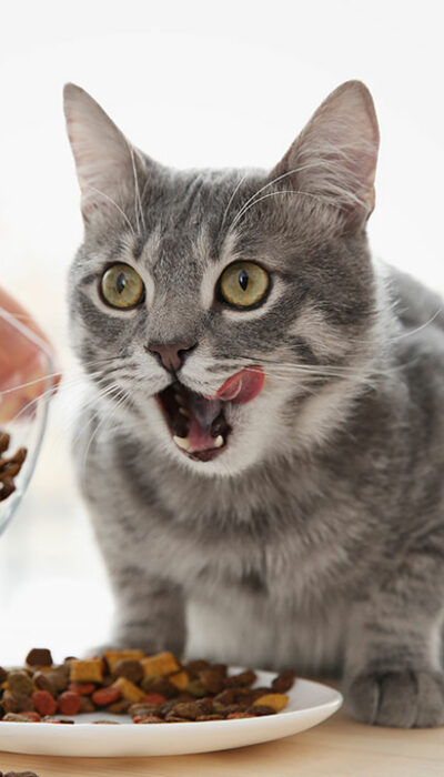 Choosing the Right Food for Cats with Sensitive Skin