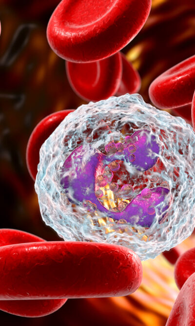 All About Neutrophils In The Human Body