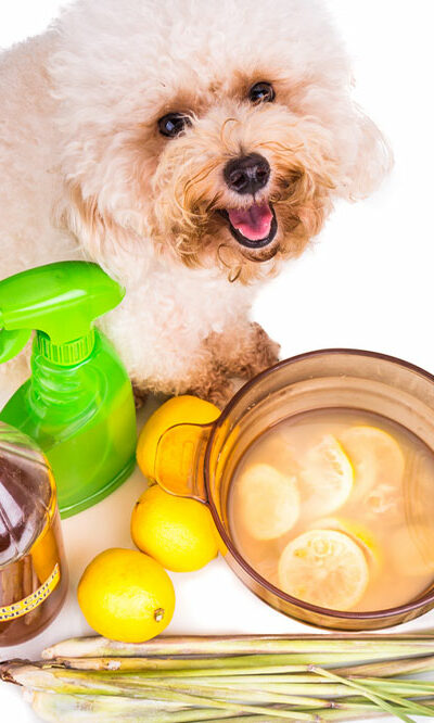 DIY vinegar and baking soda sprays to get rid of fleas on pets