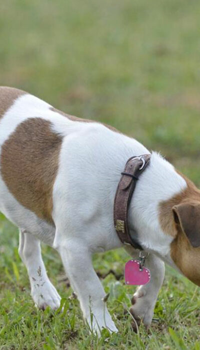 Dog Collars &#8211; How to Choose Them