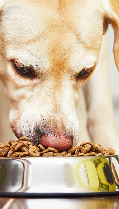 Essentials to Know When Choosing Food for Dogs with Sensitive Skin