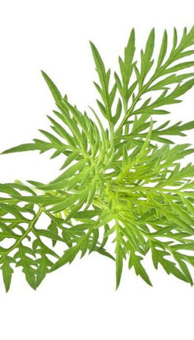 How Ragweed Symptoms Affect Your Body