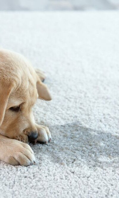 How To Get Rid Of Pet Stains