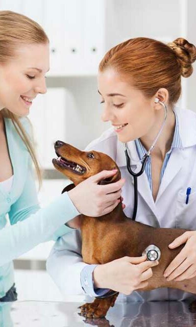 How to choose pet insurance