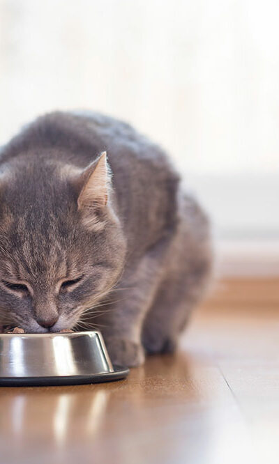 Healthy cat food options to combat gastrointestinal issues