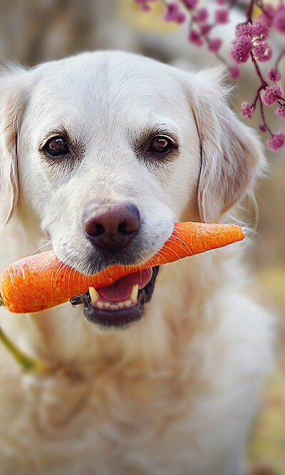 Human foods that are best for dog health