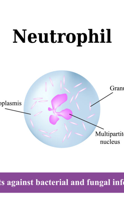 Our Invaluable Friends – Neutrophils