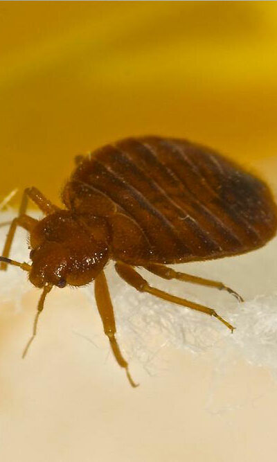 Natural Remedies For Bed Bug Bites Treatment