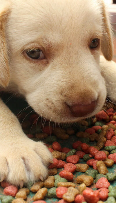 Six Factors to Consider Before Buying Puppy Food