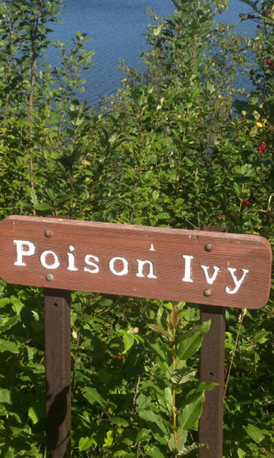 Symptoms and Ways to Treat Poison Ivy Rashes