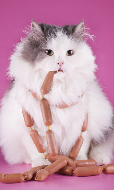 Popular treats and dietary options for cats