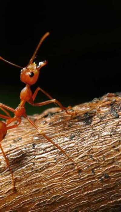 What Are the Treatments for Fire Ant Sting?