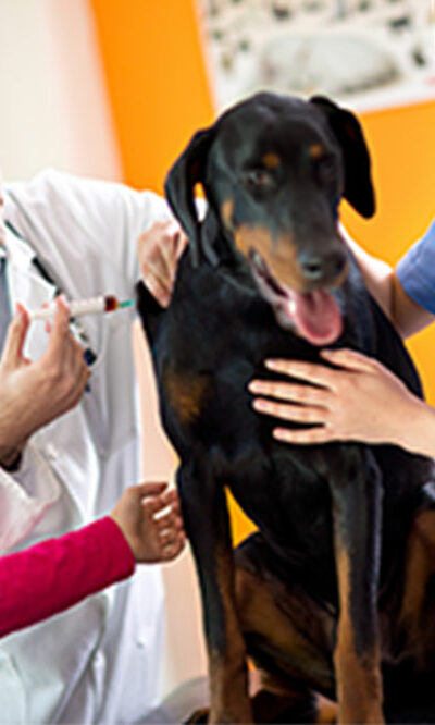 Top 3 flea prevention and treatment medicines