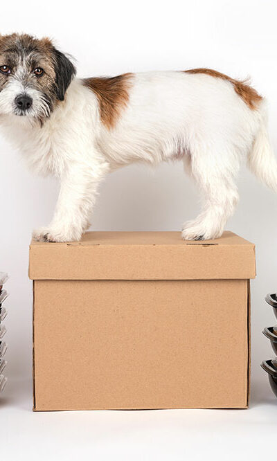 Top 3 subscription boxes for puppies