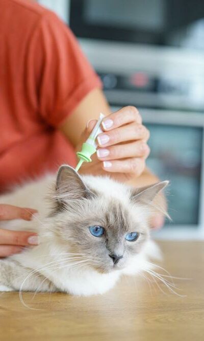 Top 10 Flea Control Treatments And Methods