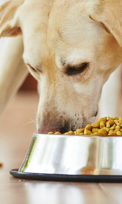 Top 4 ingredients to look for in dog foods