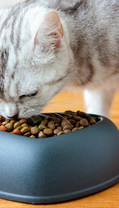 Top 5 Cat Foods for Your Feline Friends