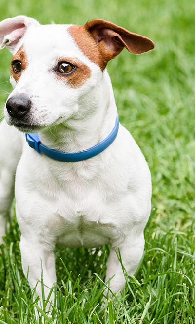 Top 5 flea collars to keep your dog pest-free