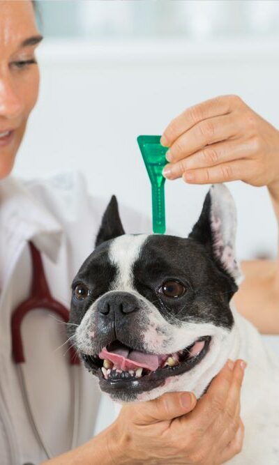 Top 5 heartworm prevention medication for dogs