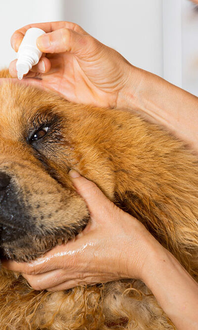 Top dog allergies and their treatments