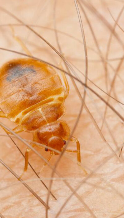 The Best Ways To Kill Bed Bugs