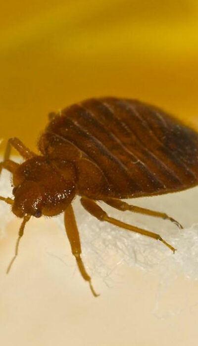 The Most Common Signs Of Bed Bugs