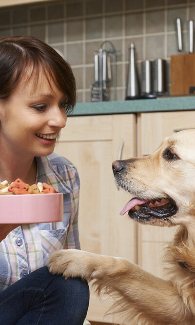 The benefits of wet dog food and how to choose the right one