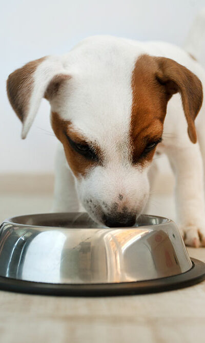 Things every dog owner should know about dog food allergies