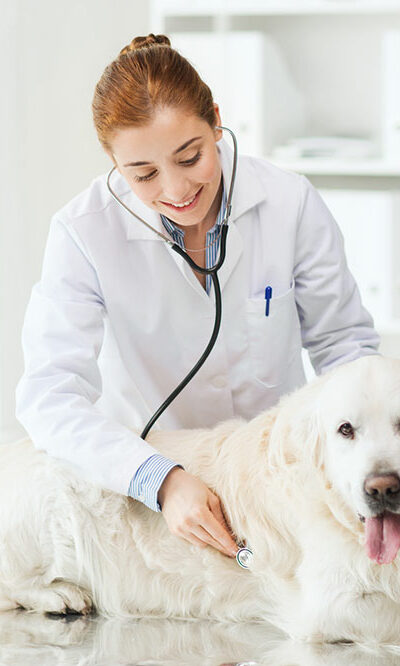 Tips on choosing the right pet insurance for your fur baby