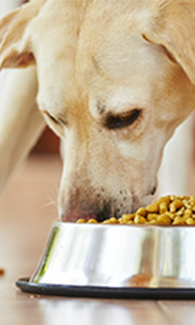 Tips to pick healthy dog food