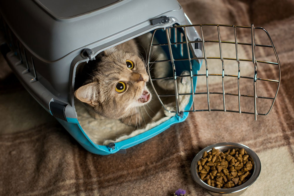 Tips to treat cats without spoiling them