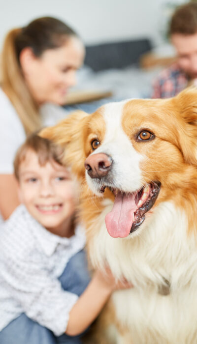 Treating Different Types Of Dog Allergies