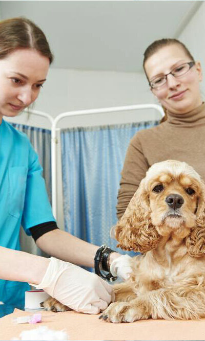 Understanding Pet Insurance